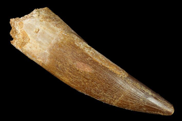 Fossil Plesiosaur (Zarafasaura) Tooth - Morocco #163760